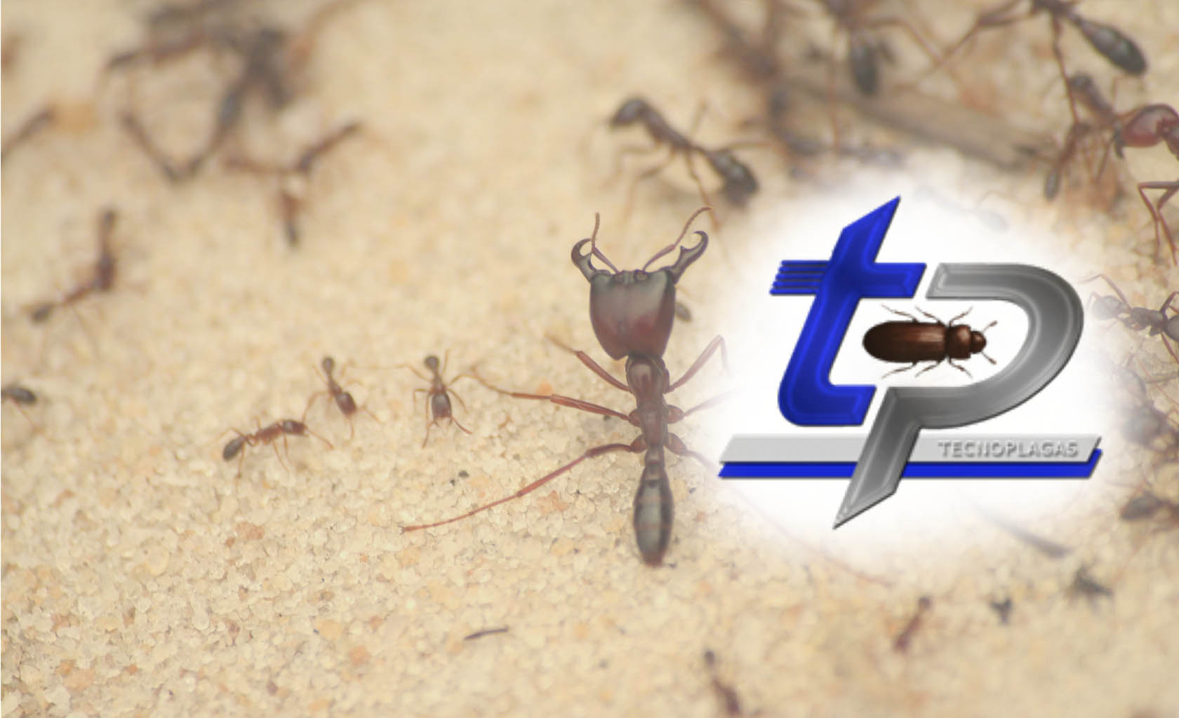 Tecnoplagas